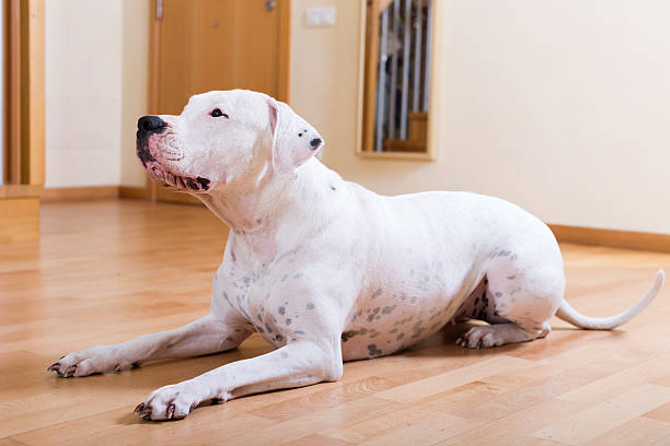 Dog sitting on  parquet floor Dog sitting on the parquet floor dogo argentino stock pictures, royalty-free photos & images