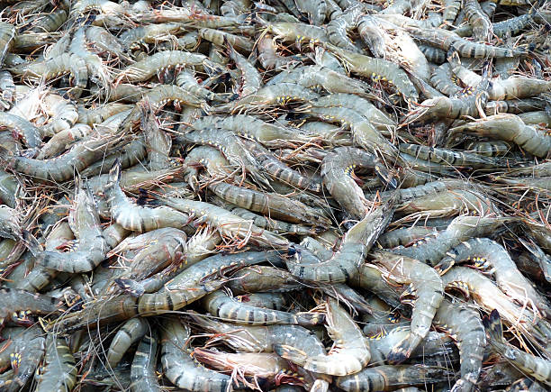 istock The fresh shrimps in market 502645366