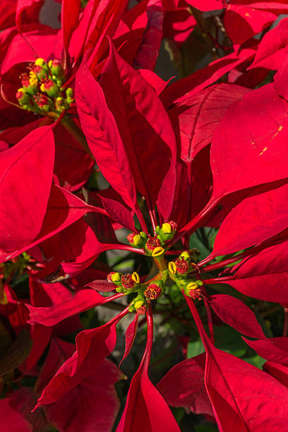 istock Red poinsettia, Chistmas star tree, close-up 502645422