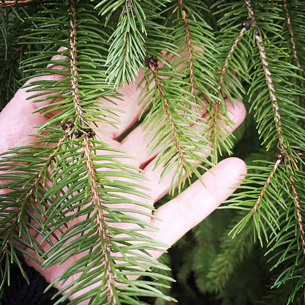 istock Woman's Hand Holding  Spruce Branch 502645434