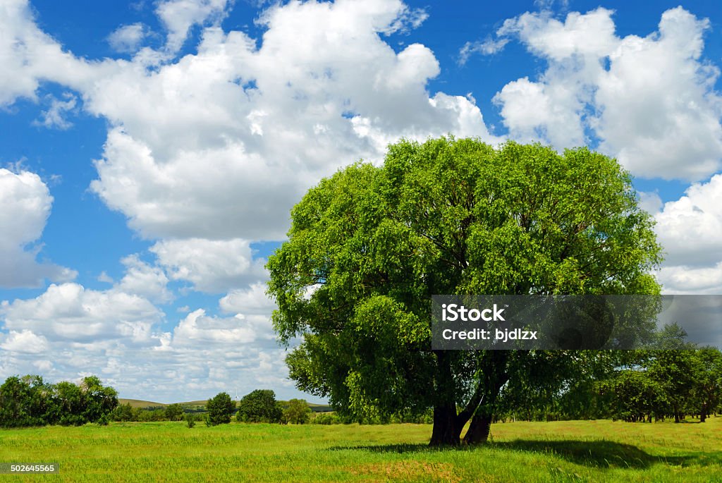 Einsame Baum - Lizenzfrei Ebene Stock-Foto