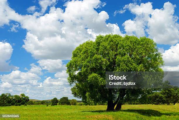 Einsame Baum Stockfoto und mehr Bilder von Ebene - Ebene, Ländliches Motiv, Viehweide