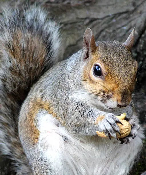 Photo showing a wild Eastern grey squirrel, pictured in a woodland setting in the UK.  The non-native grey squirrel has become an invasive species in Great Britain and has long been taking over the territories of the native red squirrel since its introduction many years ago.  This particular wild animal was extremely friendly, tame and curious.