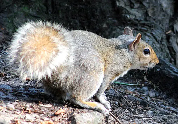 Photo showing a wild Eastern grey squirrel, pictured in a woodland setting in the UK.  The non-native grey squirrel has become an invasive species in Great Britain and has long been taking over the territories of the native red squirrel since its introduction many years ago.  This particular wild animal was extremely friendly and curious.