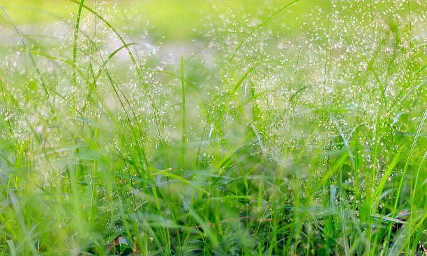 istock Grass Green Close-up In Meadow Garden No. 07 502646541
