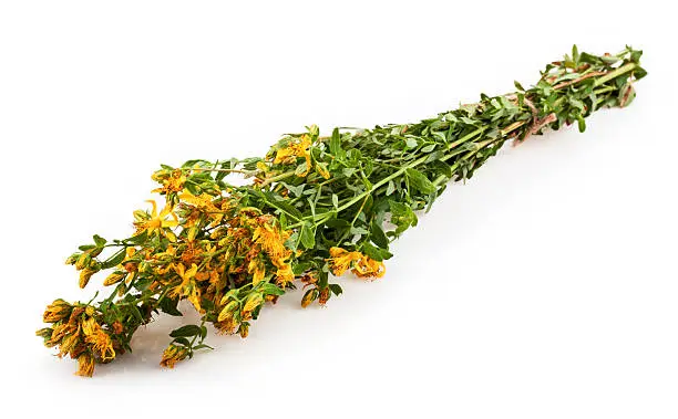 St. John's wort plants bouquet on white background