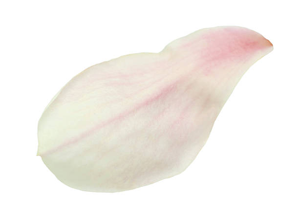 istock magnolia flower petal 502646787