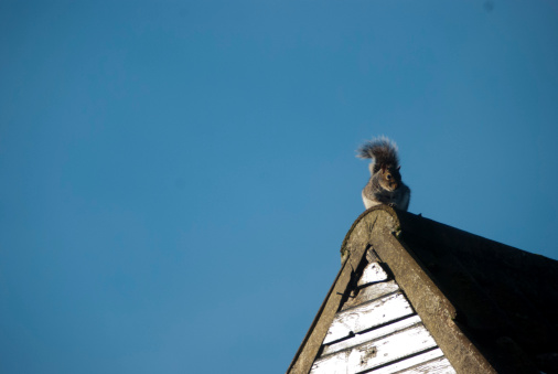 A anthropomorphic photograph of a squirrel, seemingly thinking about life the universe and everything from a rooftop.