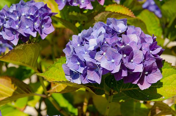 istock Purple hortensia 502647550