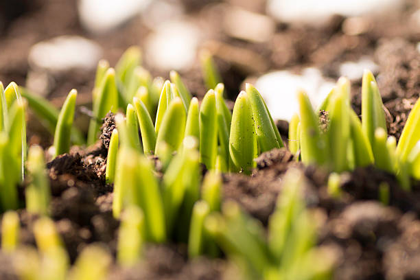 First tips of ne krokus coming through the earth