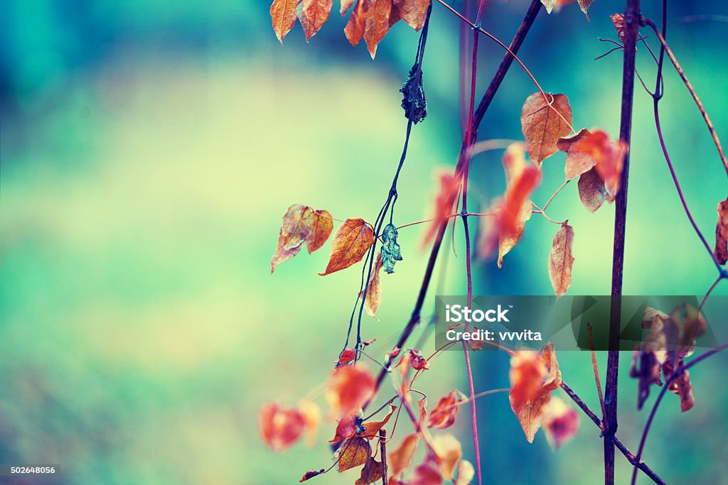 Vintage natural autumn background. Selective focus 2015 Stock Photo