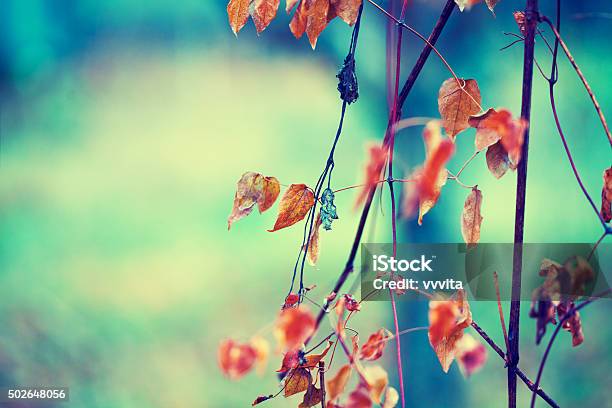 Vintage Natural Autumn Background Selective Focus Stock Photo - Download Image Now - 2015, Abstract, Autumn