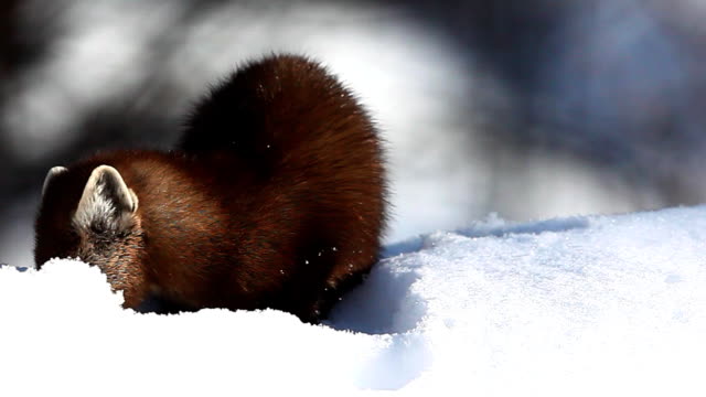 American Pine Marten, Martes americana,  in the snow