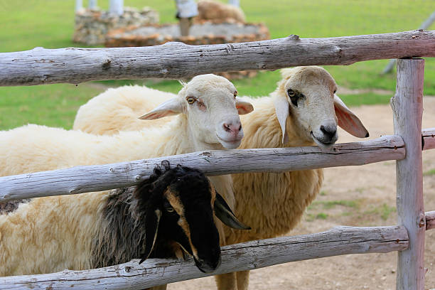 istock Sheep forage in sunny summer pasture 502658886