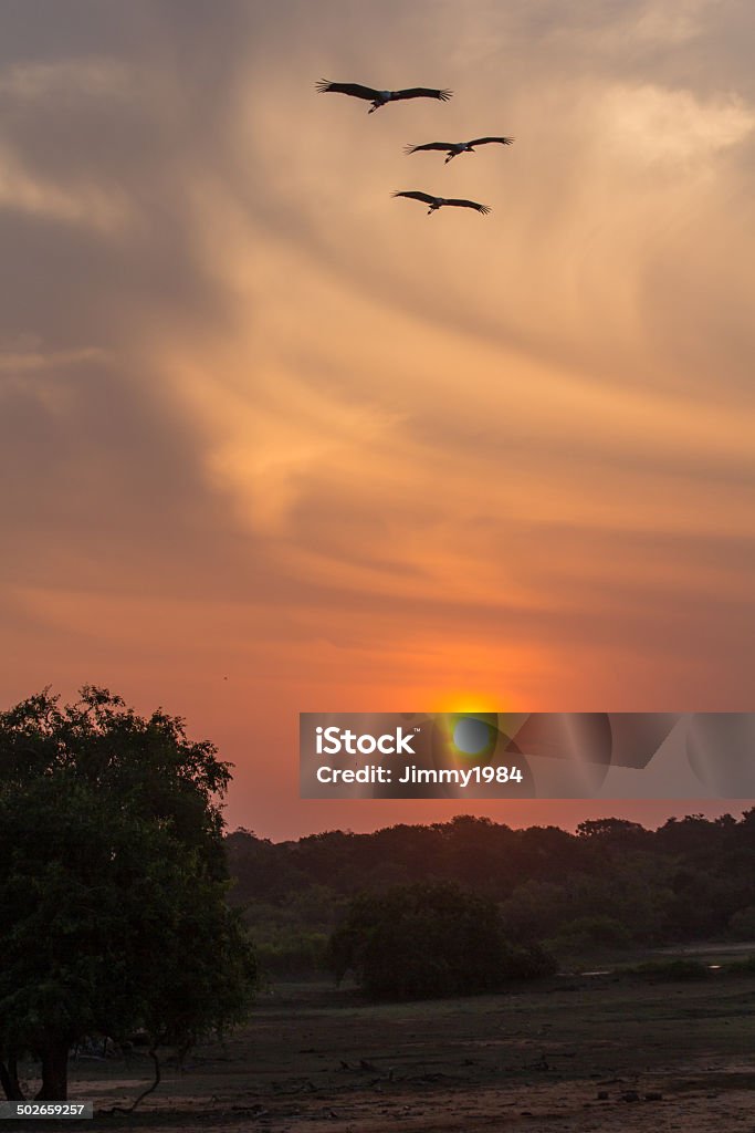 sunset in the Yala Nationalpark Beautiful sunset in the Yala Nationalpark in Sri Lanka Animal Stock Photo
