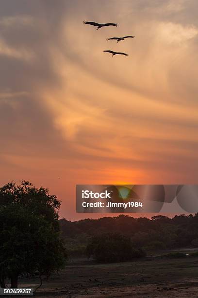 Sunset In The Yala Nationalpark Stock Photo - Download Image Now - Animal, Animal Wildlife, Animals In The Wild