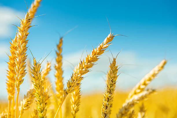 istock plants of wheat before harvesting 502659505