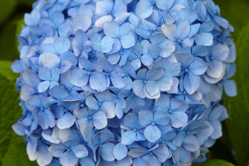 Hydrangea - blue