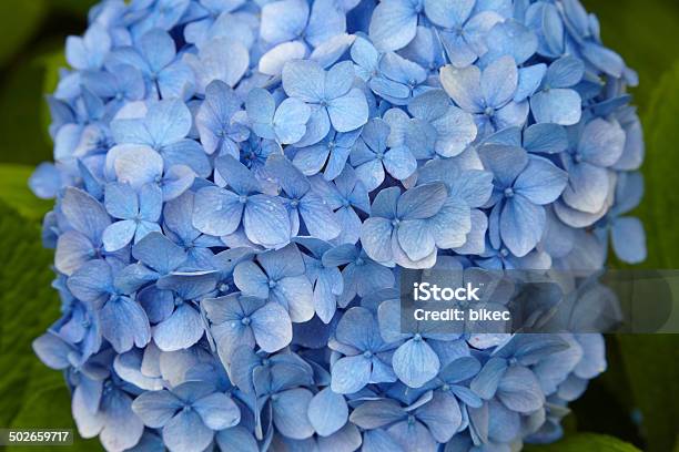 Hydrangea Stock Photo - Download Image Now - Backgrounds, Beauty In Nature, Blue