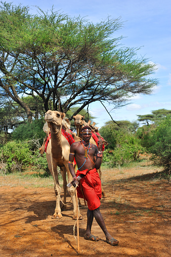 Male Uganda kob displaying its elegant horns in a national park.