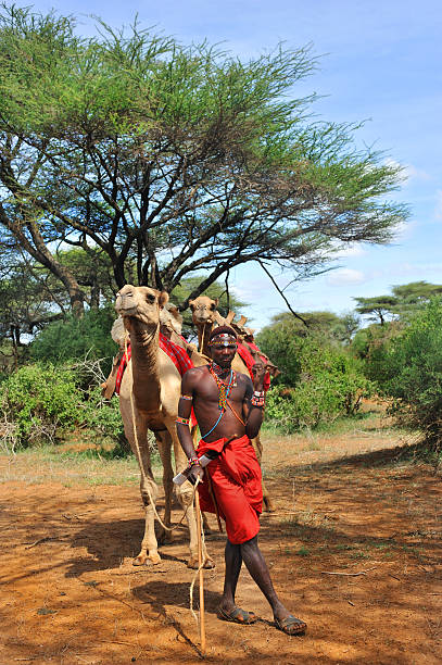 Masai warrior with his camels in the bush stock photo