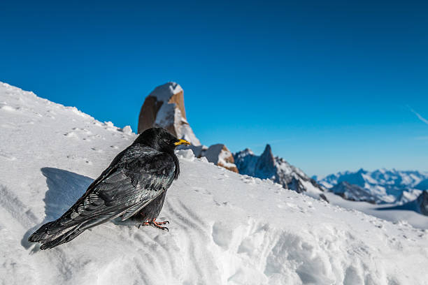 istock Black bird in Alpine Mountain 502659850