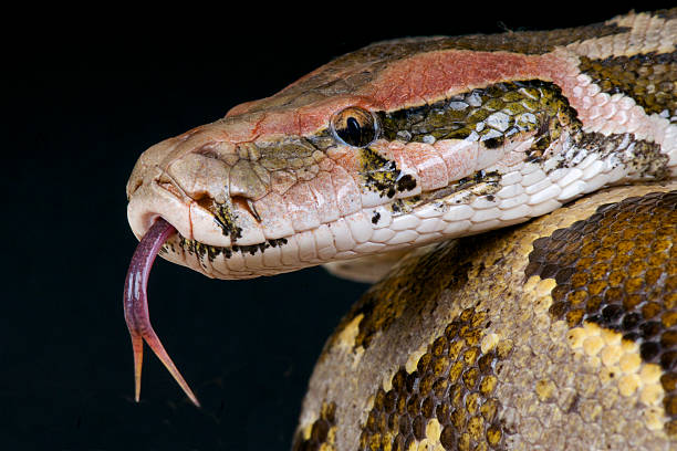 1,000+ Indian Python Stock Photos, Pictures & Royalty-Free Images - iStock