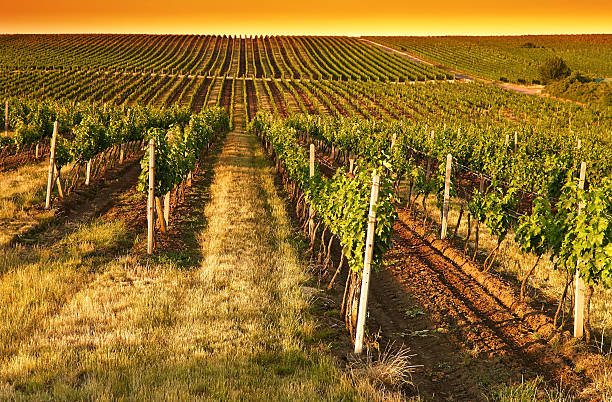 istock Evening view of the vineyards 502660349