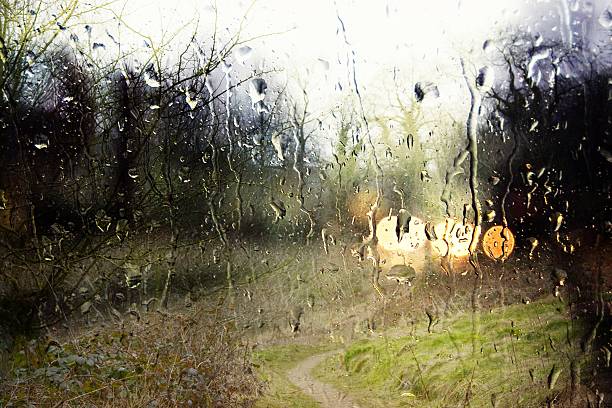 Wetland through the Window. stock photo