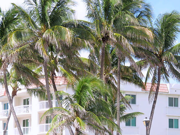istock Palm trees and tropical apartments 502660701