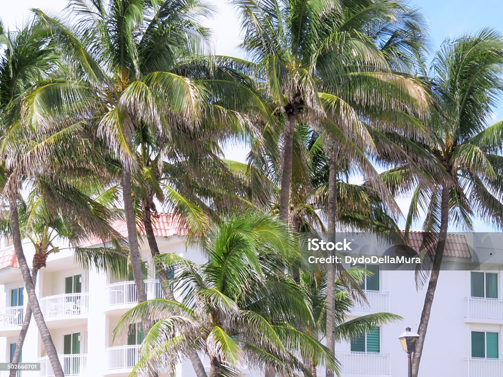 Palm trees and tropical apartments Palm trees obstructing the view of tropical apartments Apartment Stock Photo