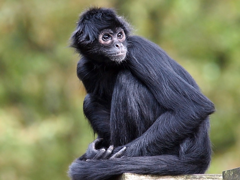 A portrait of a Spider Monkey