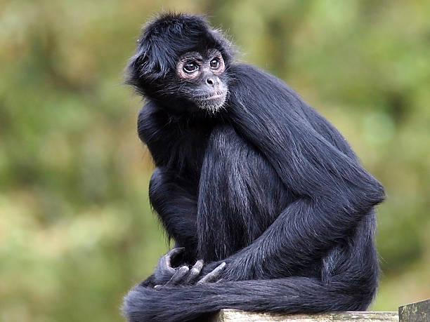 1.900+ Macaco Aranha fotos de stock, imagens e fotos royalty-free