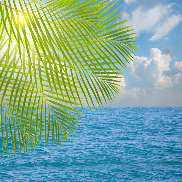 istock seascape in sunny day with palm tree 502661526