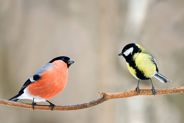 yellow and red bird bullfinch
