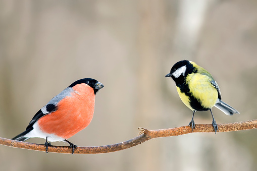 yellow and red bird bullfinch look at each other sitting on a branch