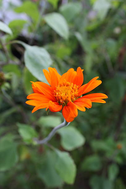 istock Marigold flower in evening at Thailand 502661993