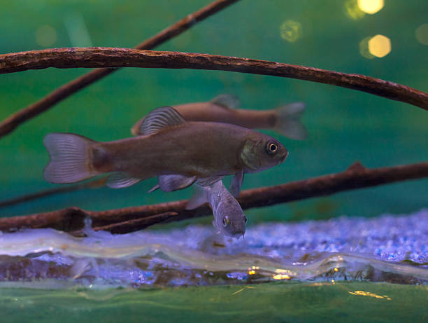 istock Fish in the aquarium 502662031