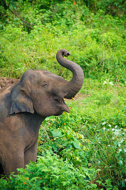 istock Baby Elephant enjoying the day 502662044