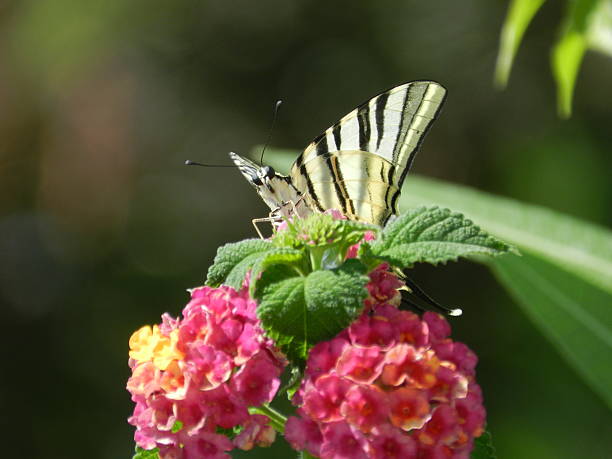 istock Scarce Swallowtail Butterfly on a flower 502662067