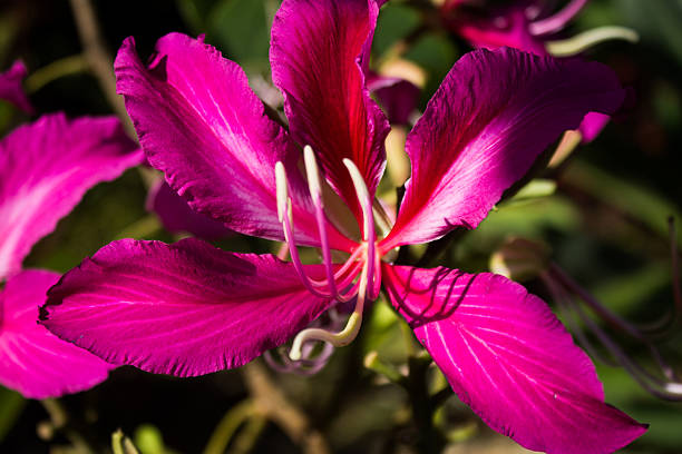 Weeping Hibiscus stock photo