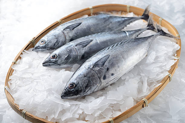 drei bonito thunfisch - fish seafood catch of fish raw stock-fotos und bilder