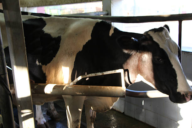 istock Cow in milking parlor being milked 502662360