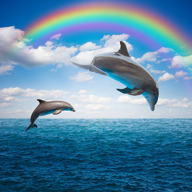 couple of jumping dolphins,beautiful seascape with rainbow in deep  ocean  waters and cloudscape