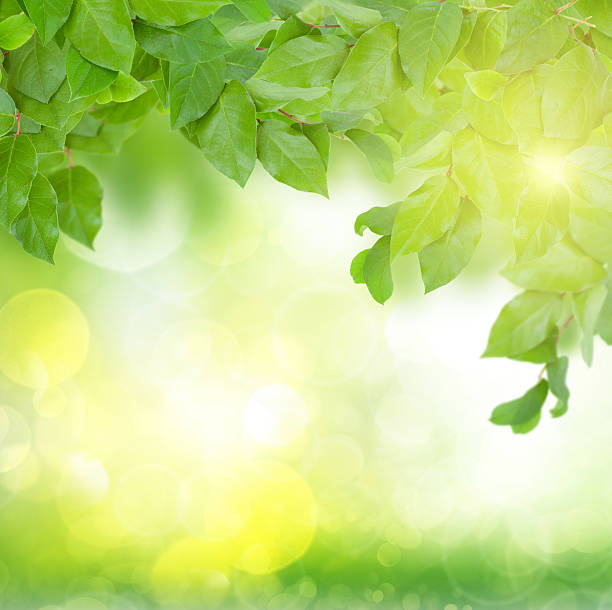 istock green  leaves at sunny day 502662738