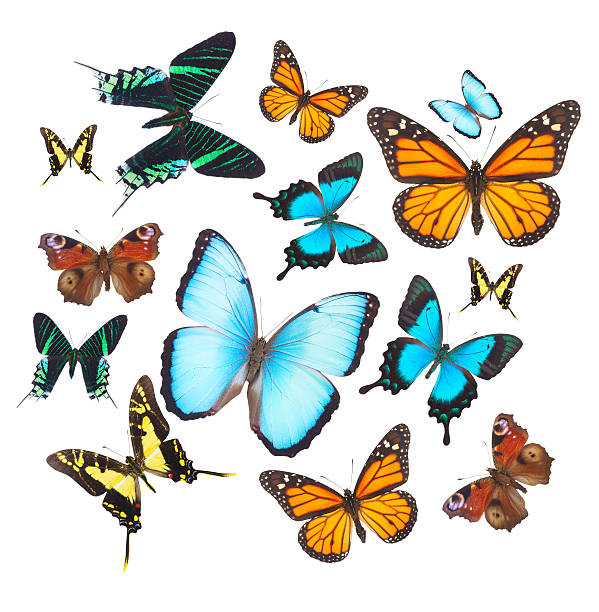 istock Tropical butterflies set 502662758