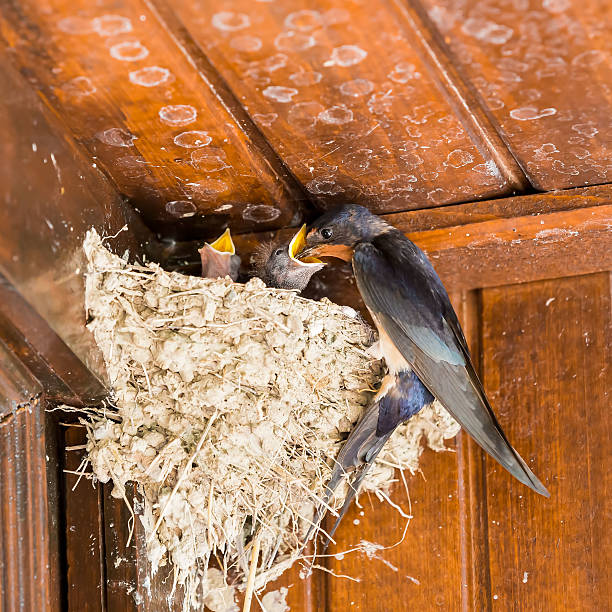 Swallow nestings at very old chalet - feeding Swallow (Hirundo rustica) with very hungry chicks hirundo rustica stock pictures, royalty-free photos & images