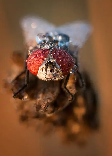 Photo of Fly in the morning with water drops