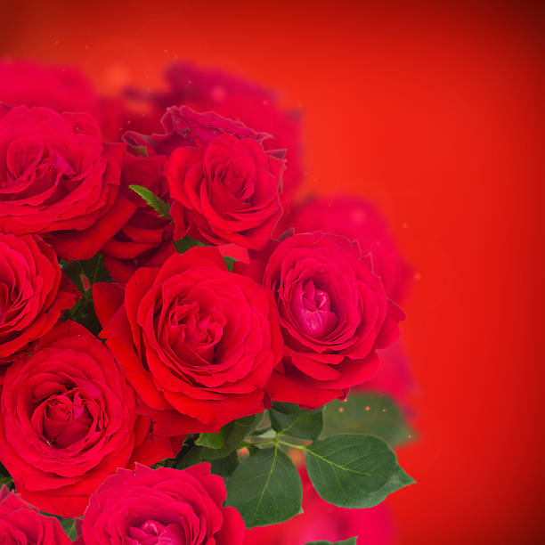 istock bouquet of fresh roses 502663112