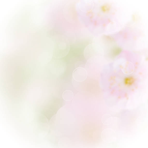 istock Pink and green  bokeh background 502663346